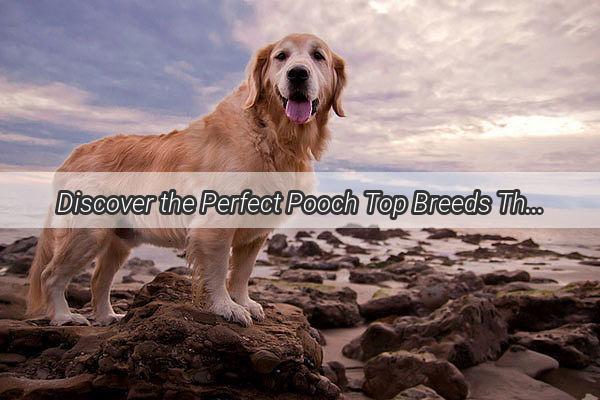 Discover the Perfect Pooch Top Breeds That Are a Dream to Own